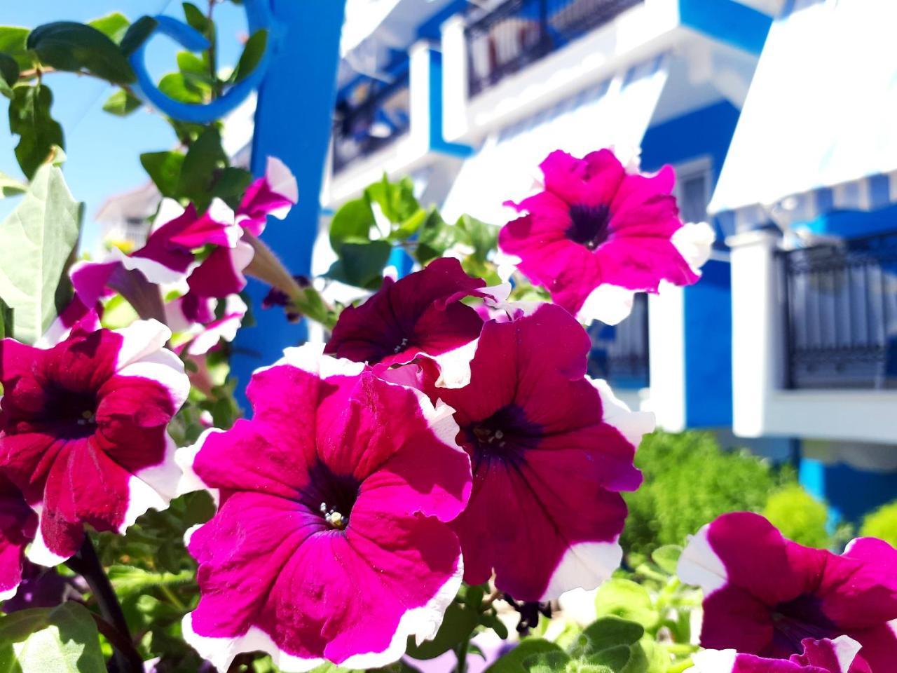 Hotel Zante Dahlia Laganas Exterior foto