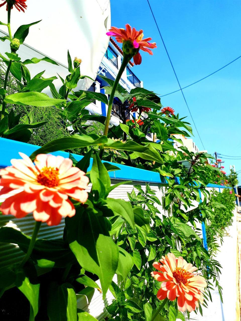Hotel Zante Dahlia Laganas Exterior foto
