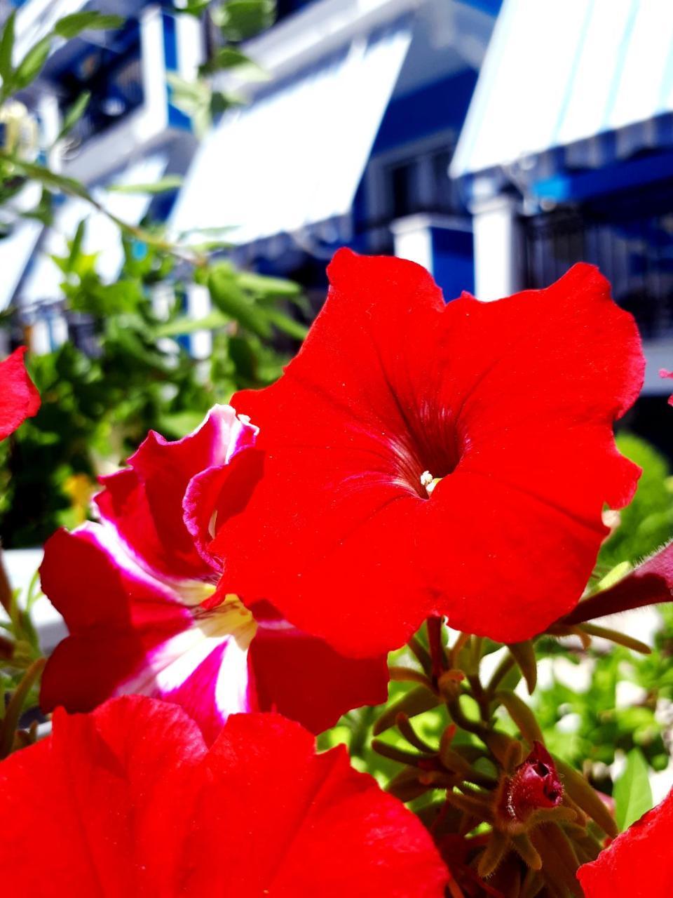 Hotel Zante Dahlia Laganas Exterior foto